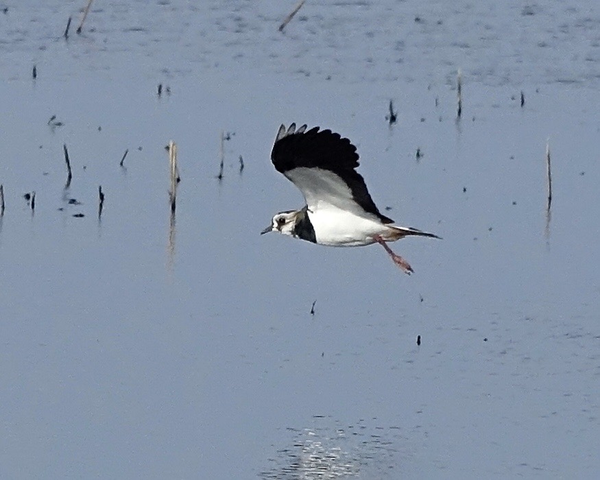 lapwing